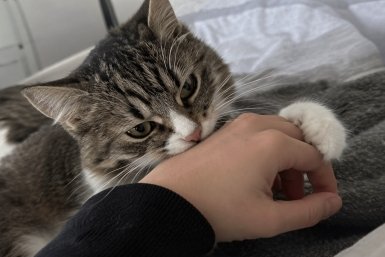 Кошка наслаждалась лаской — и вдруг укусила Сгенерировано ИИ