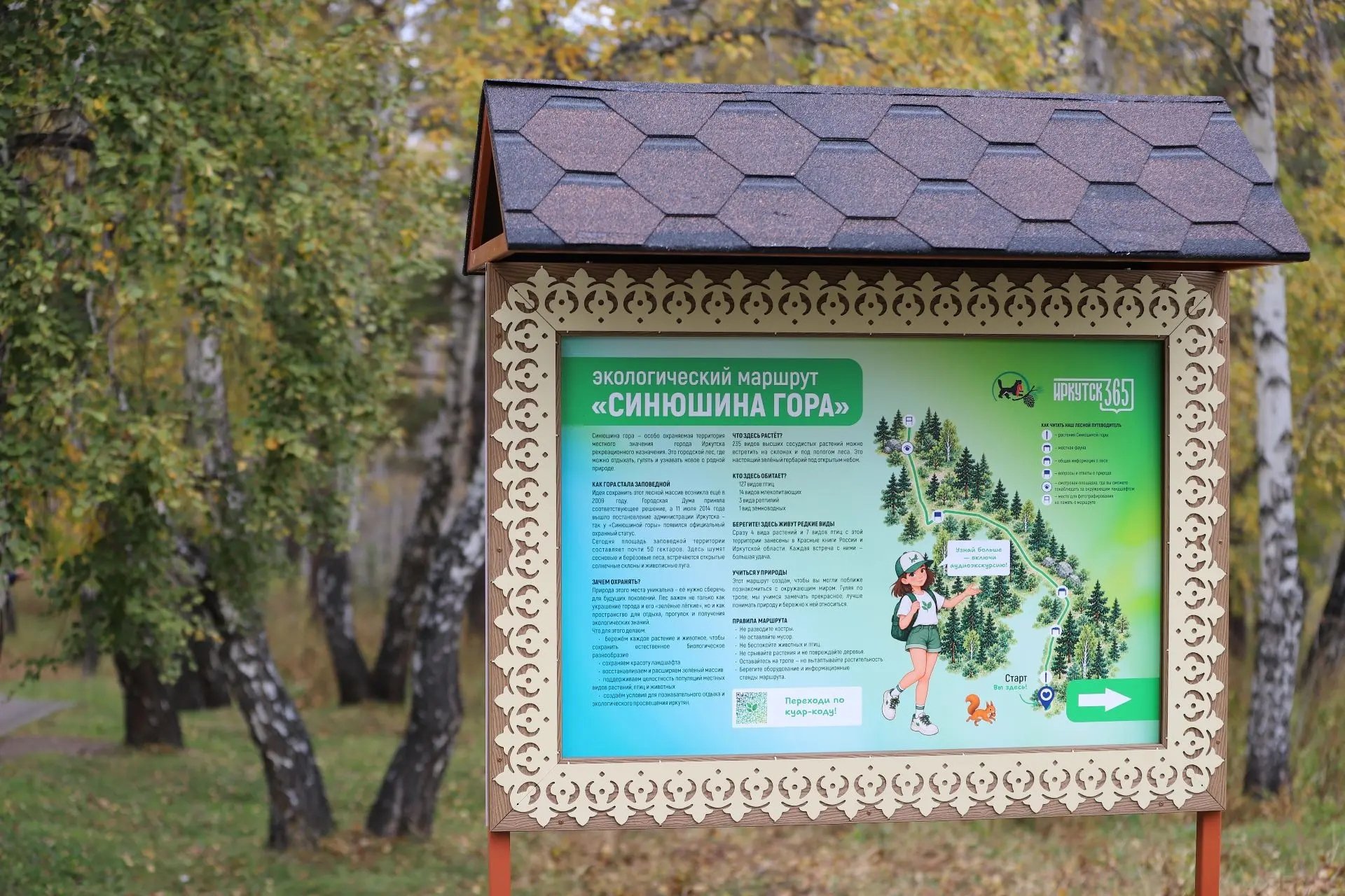 Первый в Иркутске экомаршрут с аудиоэкскурсией появился в роще &quotСинюшина гора&quot Администрация Иркутска