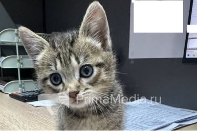 Пропавший котёнок ИА PrimaMedia